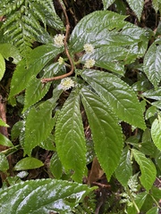 Elatostema reticulatum