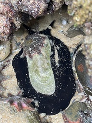 Scutus antipodes