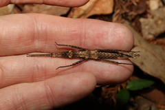 Pachymorpha