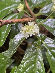 Elatostema reticulatum