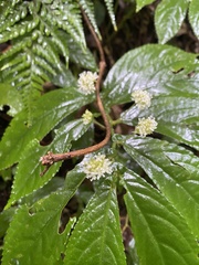 Elatostema reticulatum