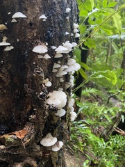 Favolaschia pustulosa
