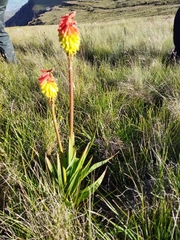 Kniphofia ritualis