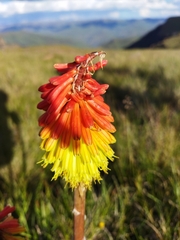Kniphofia ritualis