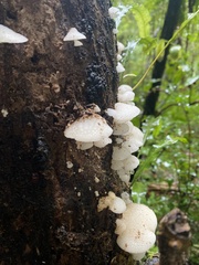 Favolaschia pustulosa