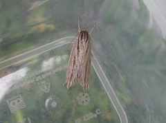 Leistarcha scitissimella