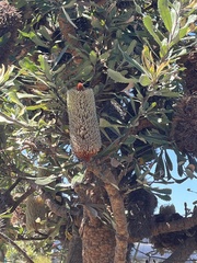 Banksia serrata