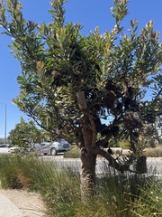 Banksia serrata