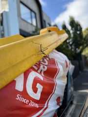 Archimantis latistyla