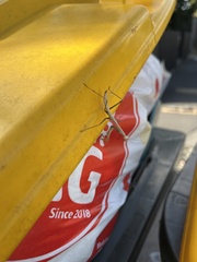 Archimantis latistyla