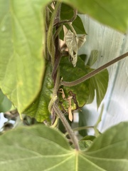 Archimantis latistyla