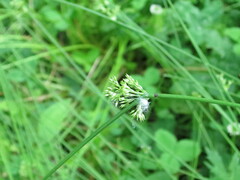 Juncus decipiens