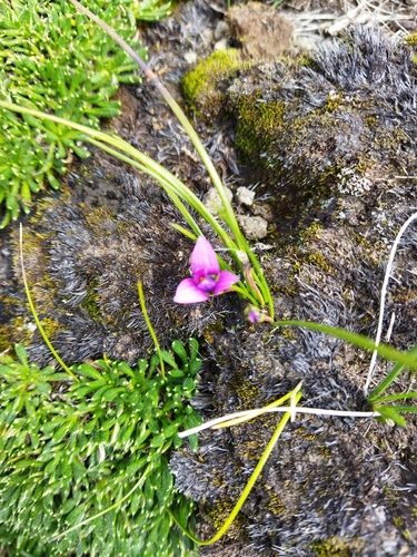 Romulea camerooniana image