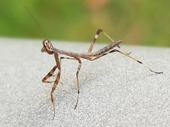 Archimantis latistyla