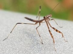 Archimantis latistyla