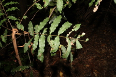 Cupaniopsis newmanii