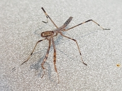 Archimantis latistyla