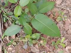 Derris trifoliata