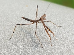 Archimantis latistyla
