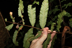 Cupaniopsis newmanii