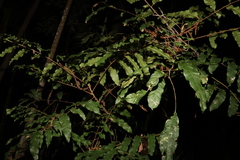 Cupaniopsis newmanii