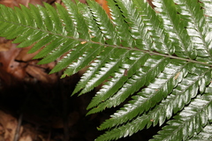 Lastreopsis marginans