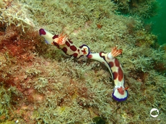Hypselodoris