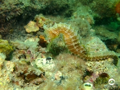 Hippocampus subelongatus