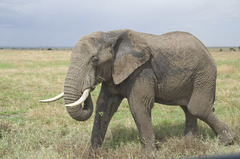 African Elephant photo 3