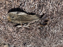 Trygonorrhina dumerilii