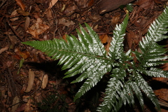 Lastreopsis marginans