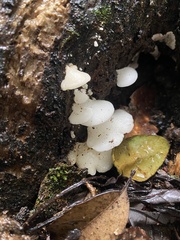 Favolaschia pustulosa
