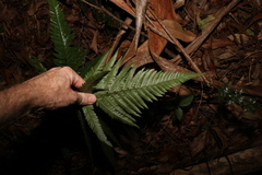 Lastreopsis marginans