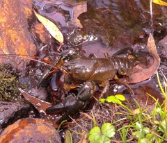 Euastacus polysetosus
