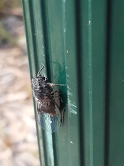 Atrapsalta furcilla