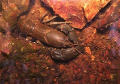 Euastacus polysetosus