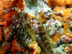 Parablennius postoculomaculatus