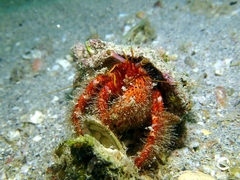 Dardanus crassimanus