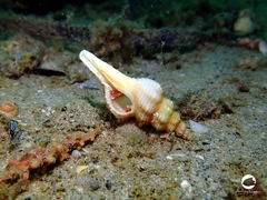 Propefusus australis