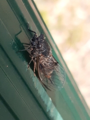 Atrapsalta furcilla