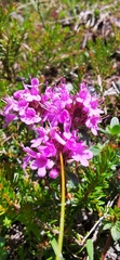 Thymus serpyllum
