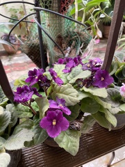 Streptocarpus ionanthus