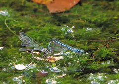 Austrocoenagrion lyelli