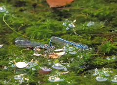 Austrocoenagrion lyelli