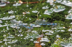 Austrocoenagrion lyelli
