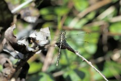 Austrogomphus guerini