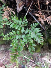 Adiantum fulvum