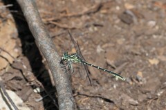 Austrogomphus guerini