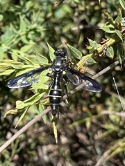 Daptolestes