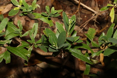 Pimelea gigandra